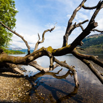 Scotland - 19 May 2017 / Tree by the Loch