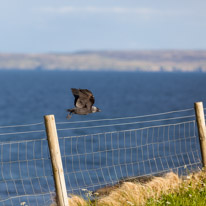 Islay - 20 May 2017 / Port Charlotte