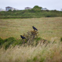 Bridport - 24-26 June 2017 / Birds