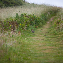 Bridport - 24-26 June 2017 / A little rabbit