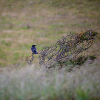 Bridport - 24-26 June 2017 / Birds