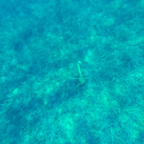 Meganisi - 26 August 2017 / Amazing anchor found by Pip... a real one in the water....