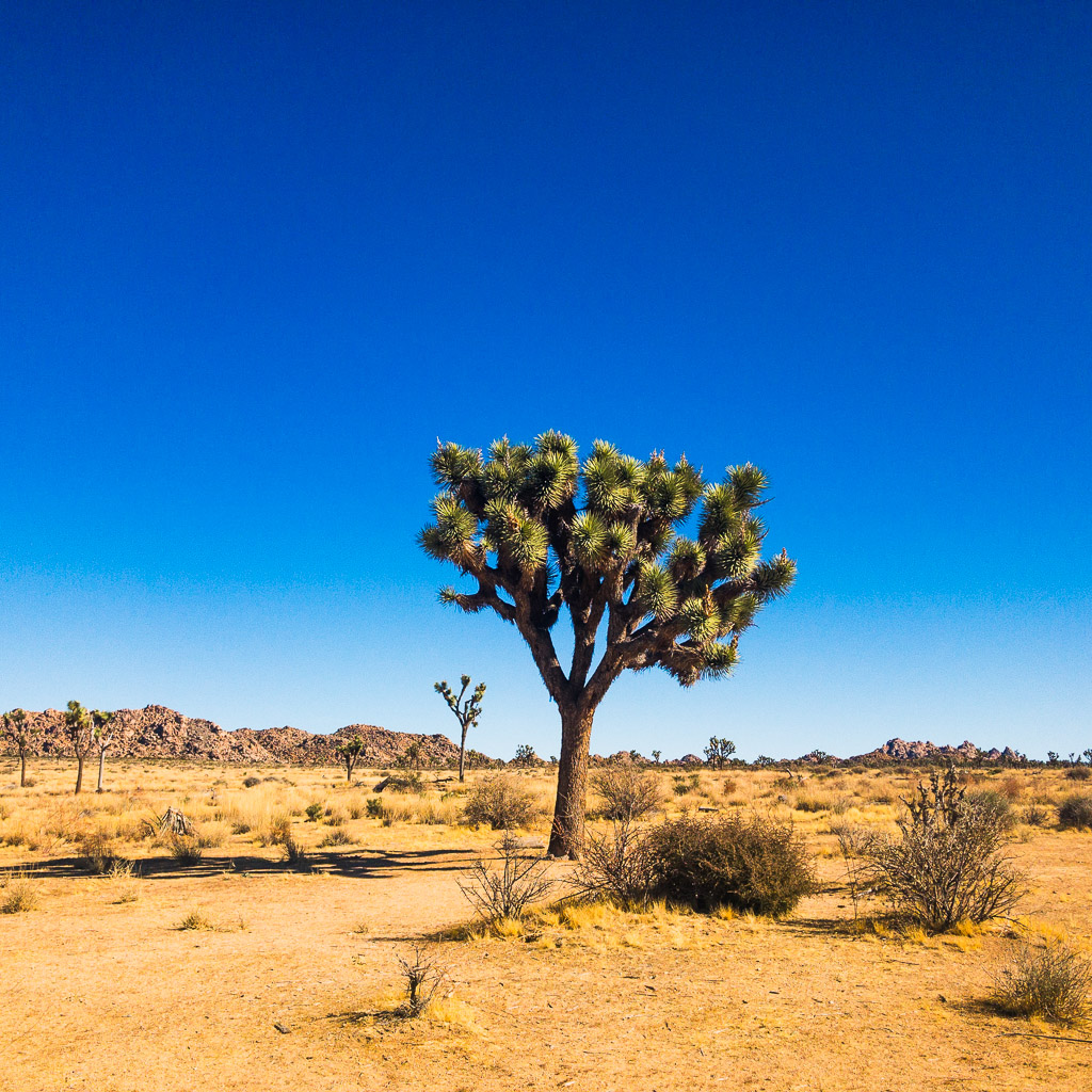 Joshua Tree National Park