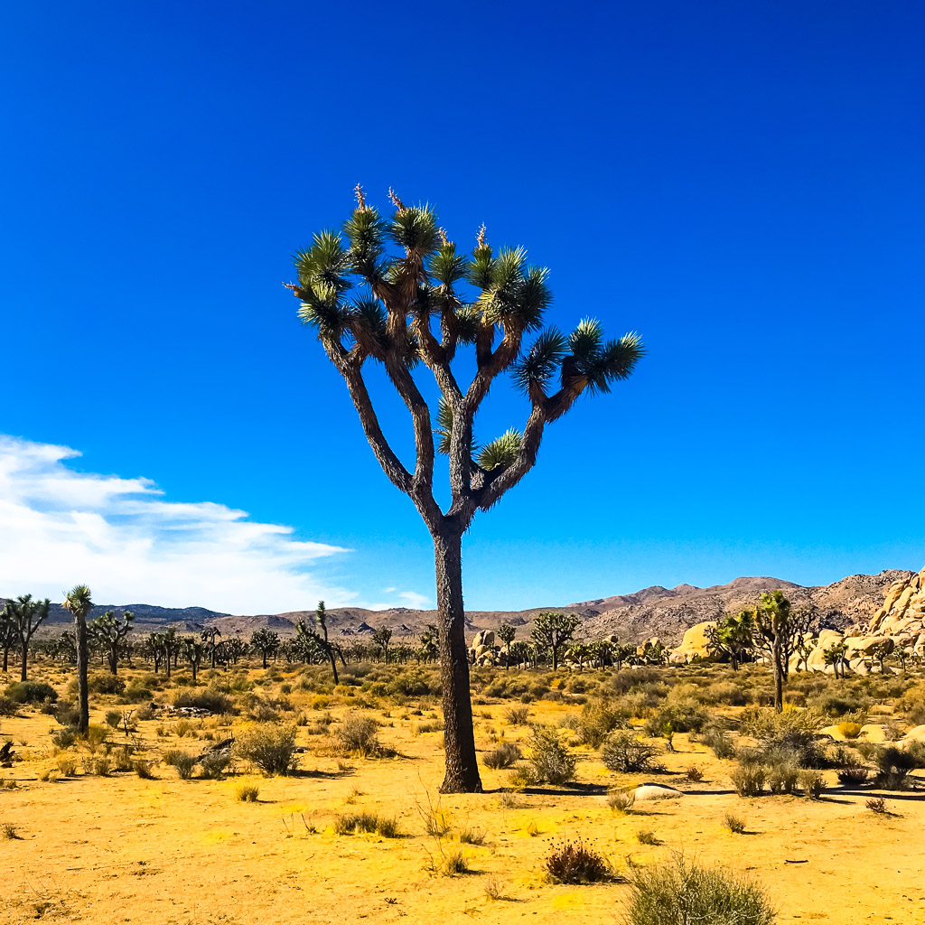 Joshua Tree National Park