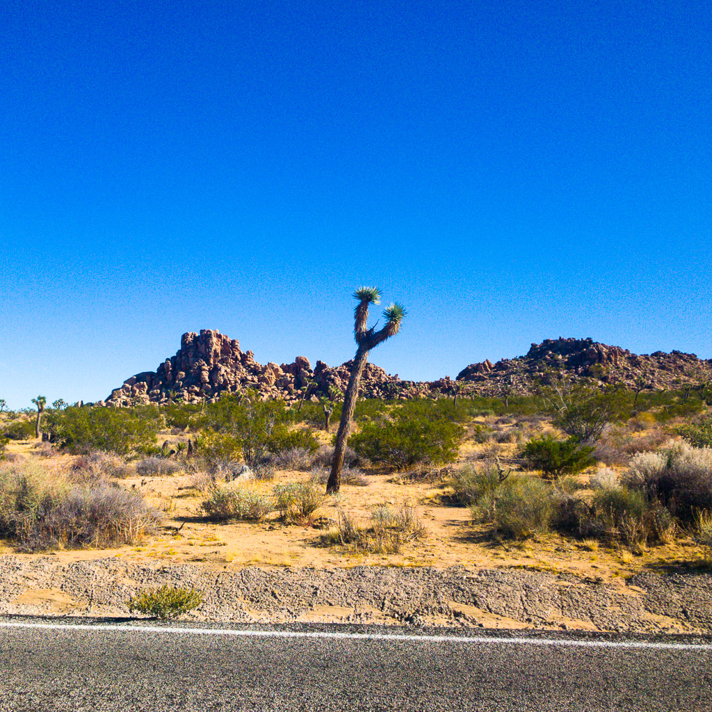 Joshua Tree National Park