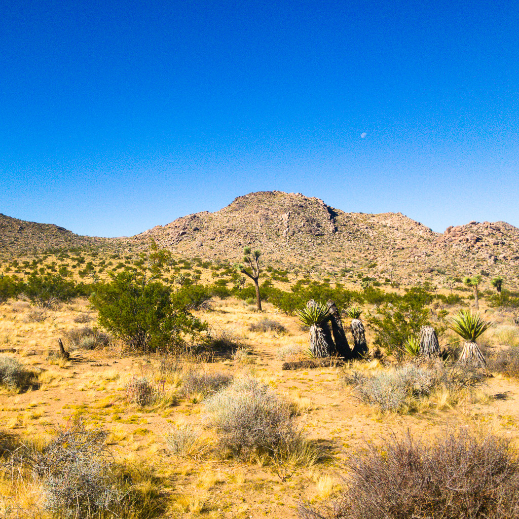 Joshua Tree National Park