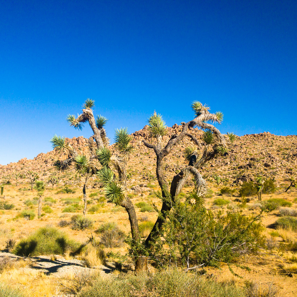 Joshua Tree National Park