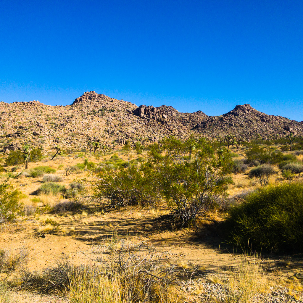 Joshua Tree National Park