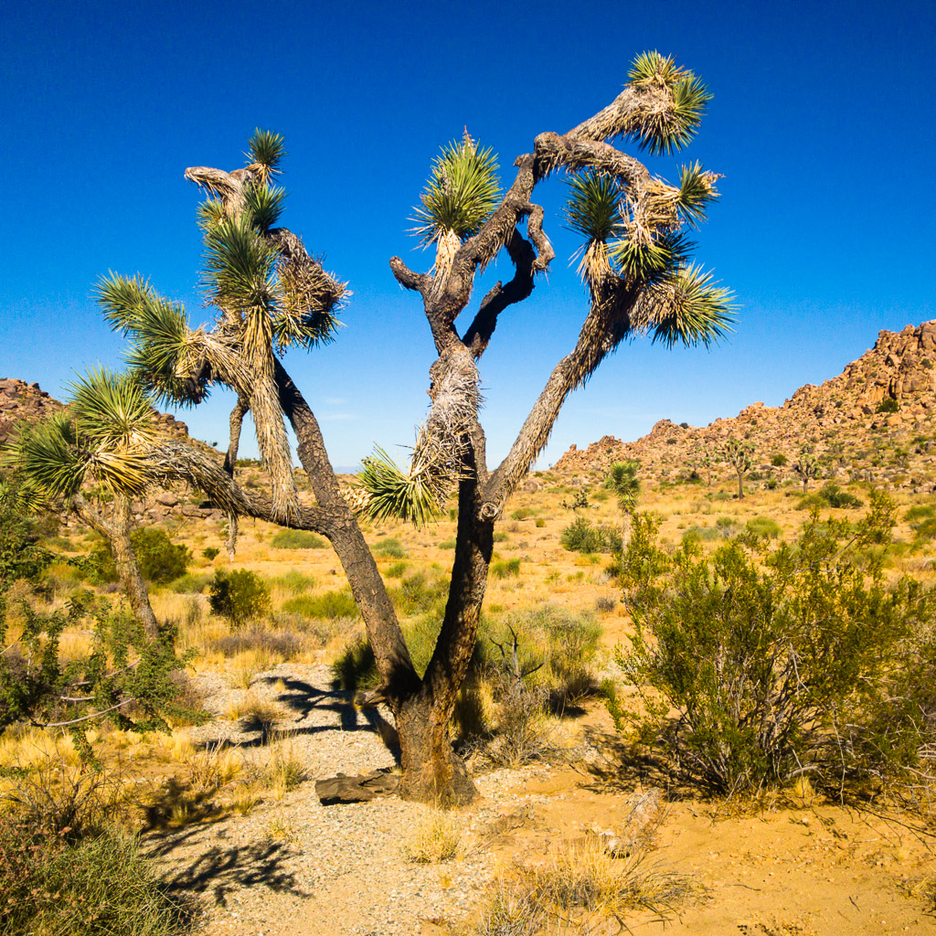 Joshua Tree National Park