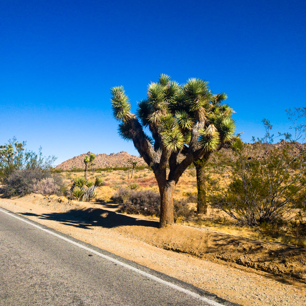 Joshua Tree National Park