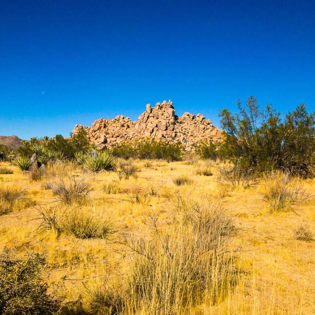 Joshua Tree National Park