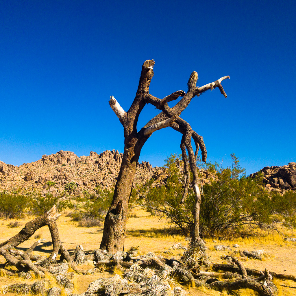 Joshua Tree National Park