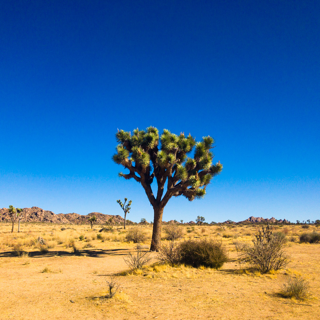 Joshua Tree National Park