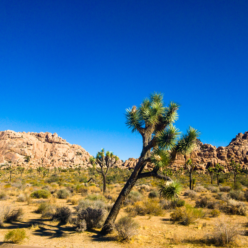 Joshua Tree National Park