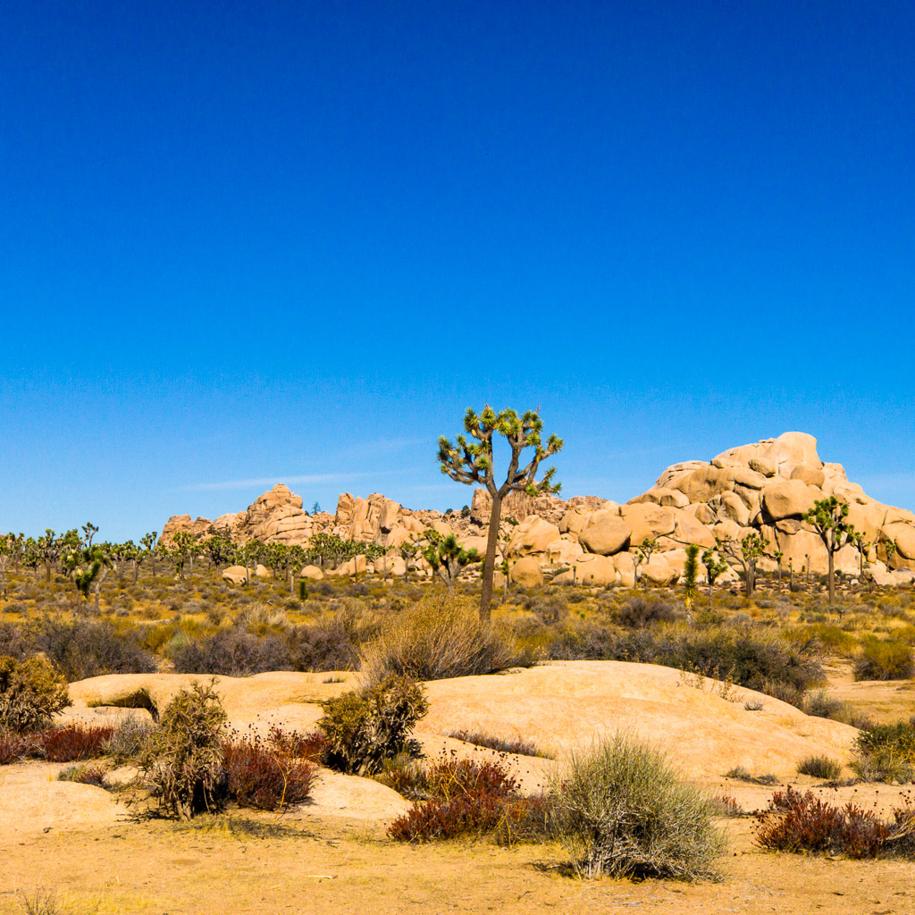 Joshua Tree National Park