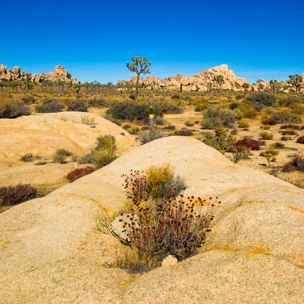 Joshua Tree National Park