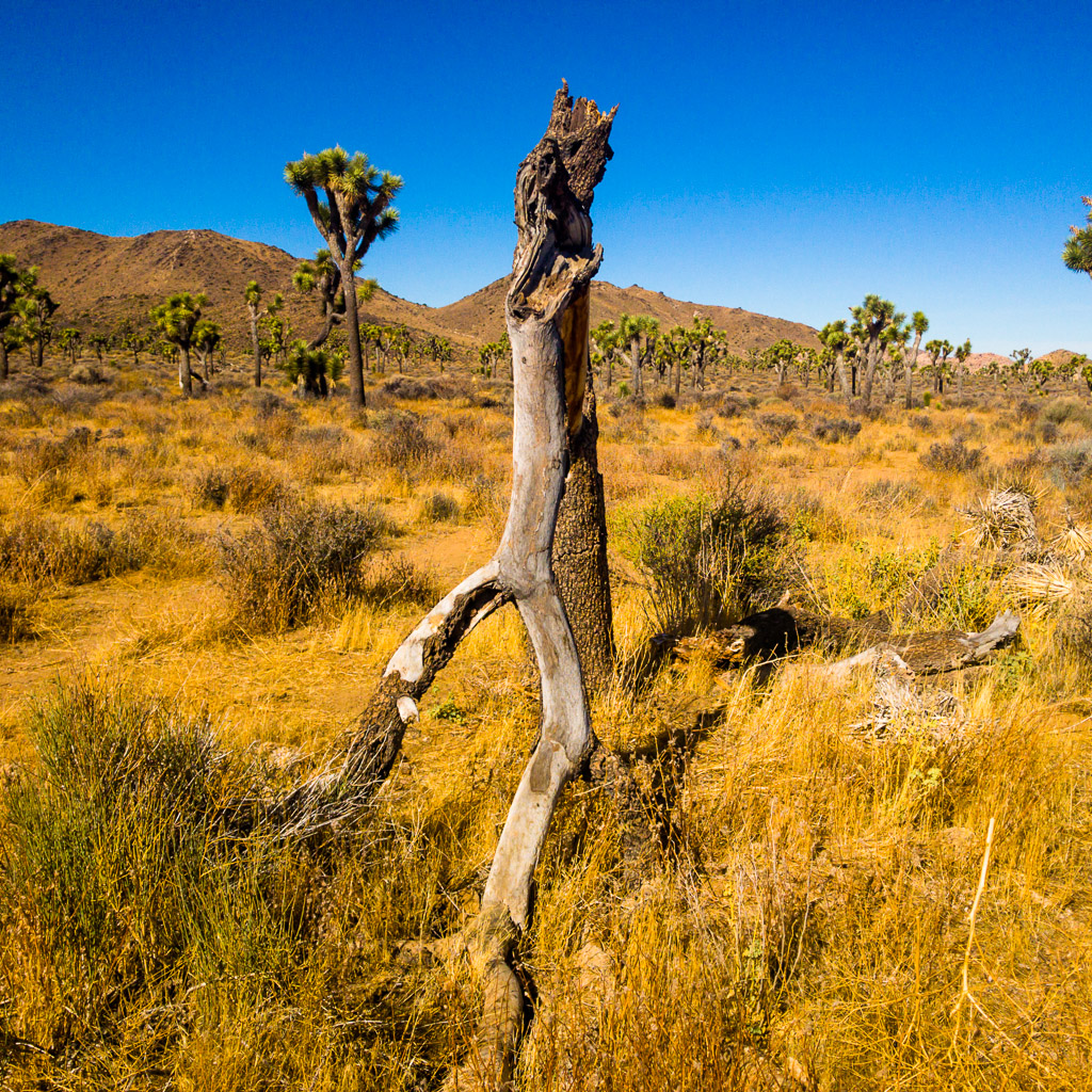 Joshua Tree National Park