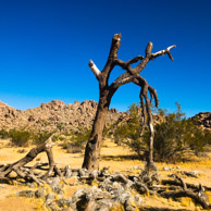 Joshua Tree National Park