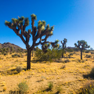 Joshua Tree National Park