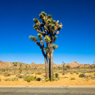 Joshua Tree National Park