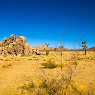 Joshua Tree National Park