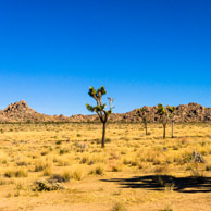 Joshua Tree National Park