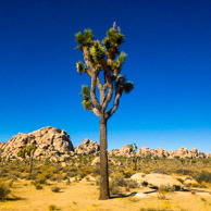 Joshua Tree National Park