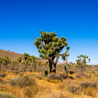 Joshua Tree National Park