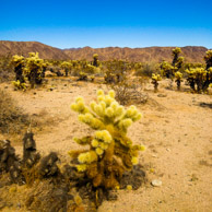 Joshua Tree National Park